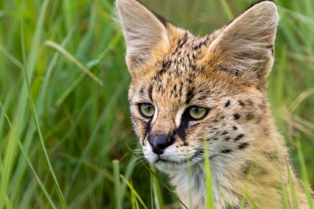 chat serval dans l'herbe
