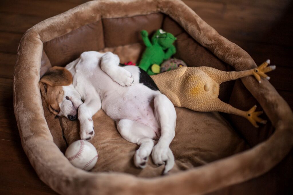 petit chien qui dort et qui fait des reves petit chien qui dort et qui fait des reves