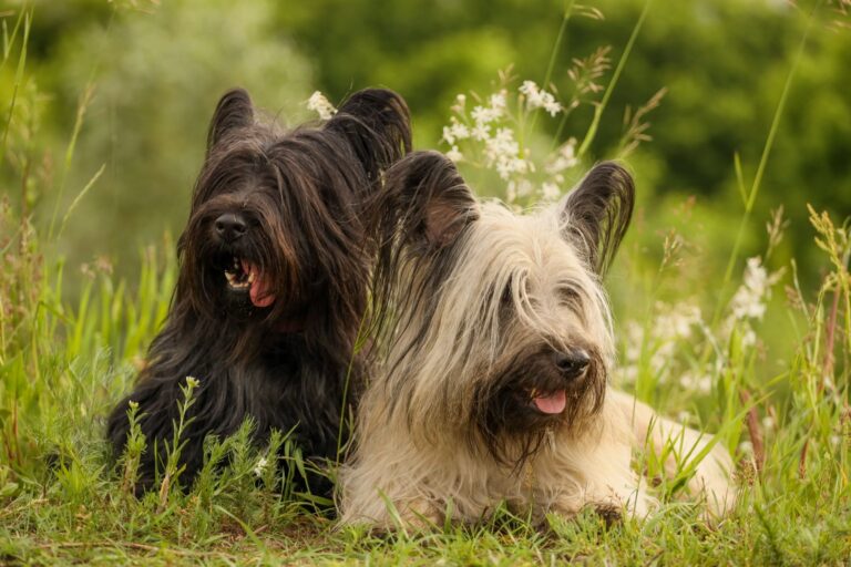 deux skye terriers