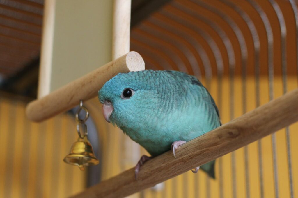 perruche catherine dans une cage