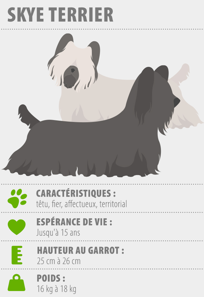 skye terrier caractéristiques