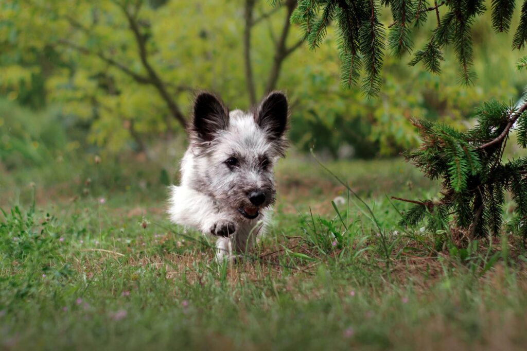 skye terrier dans la forêt