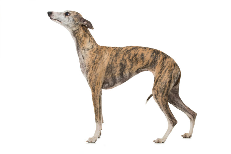 chien whippet