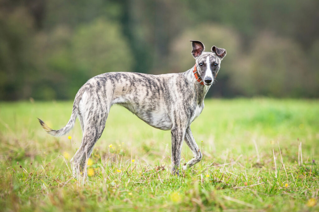 whippet dans un champ