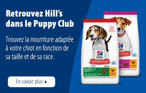 hills puppy club bannière