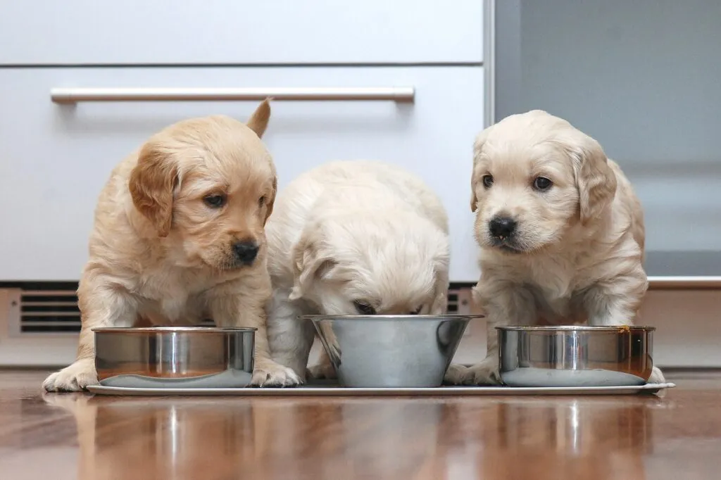 Trois chiots devant leurs gamelles
