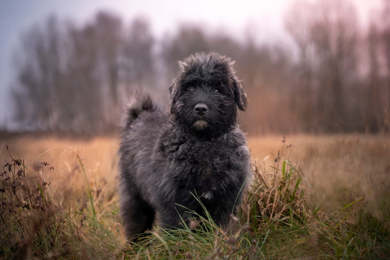 Le Bouvier Des Flandres Est Il Dangereux Bouvier des Flandres | zooplus Magazine