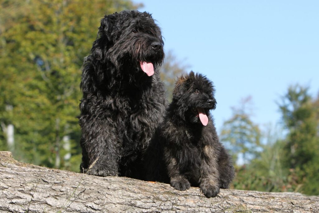 bouvier des flandres et son chiot