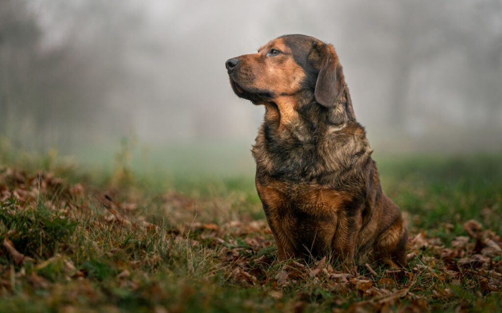 basset autrichien dans la forêt