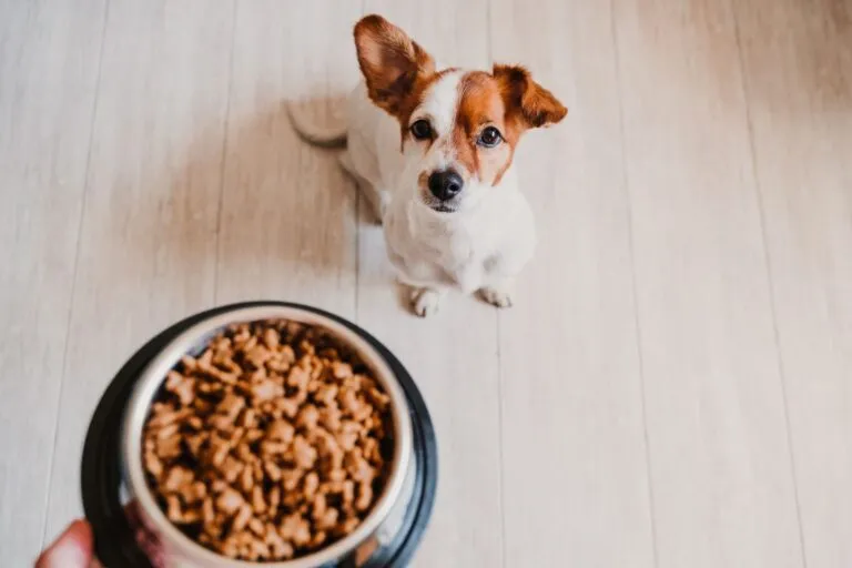 calculer la quantité nourriture chien calculer la quantité nourriture de son chien