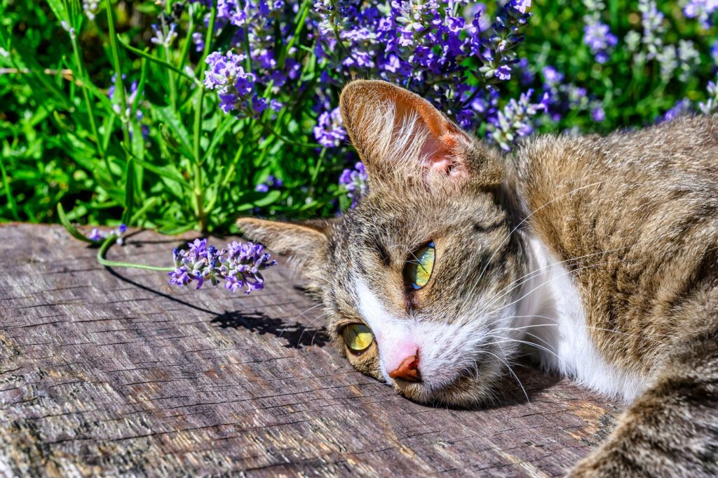 chat qui sent la lavande chat qui sent la lavande