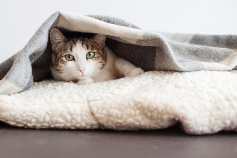 chat malade sous les couvertures