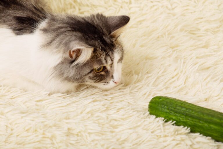 chat peur concombre chat peur concombre