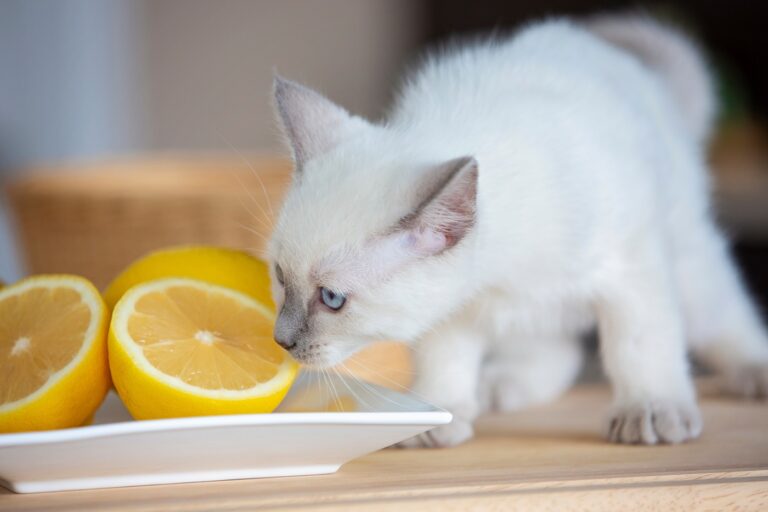 Quels répulsifs naturels pour les chats ?