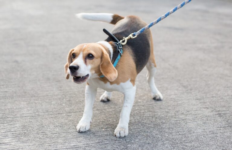 chien agressif en laisse