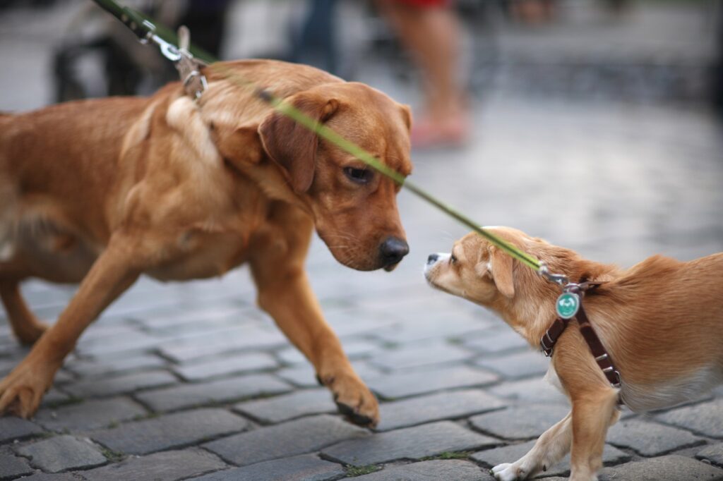 chiens agressifs en laisse