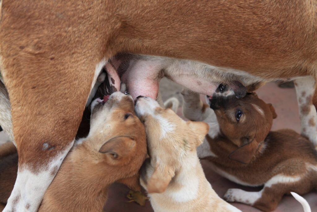 chiots qui têtent leur mère atteinte de mammite