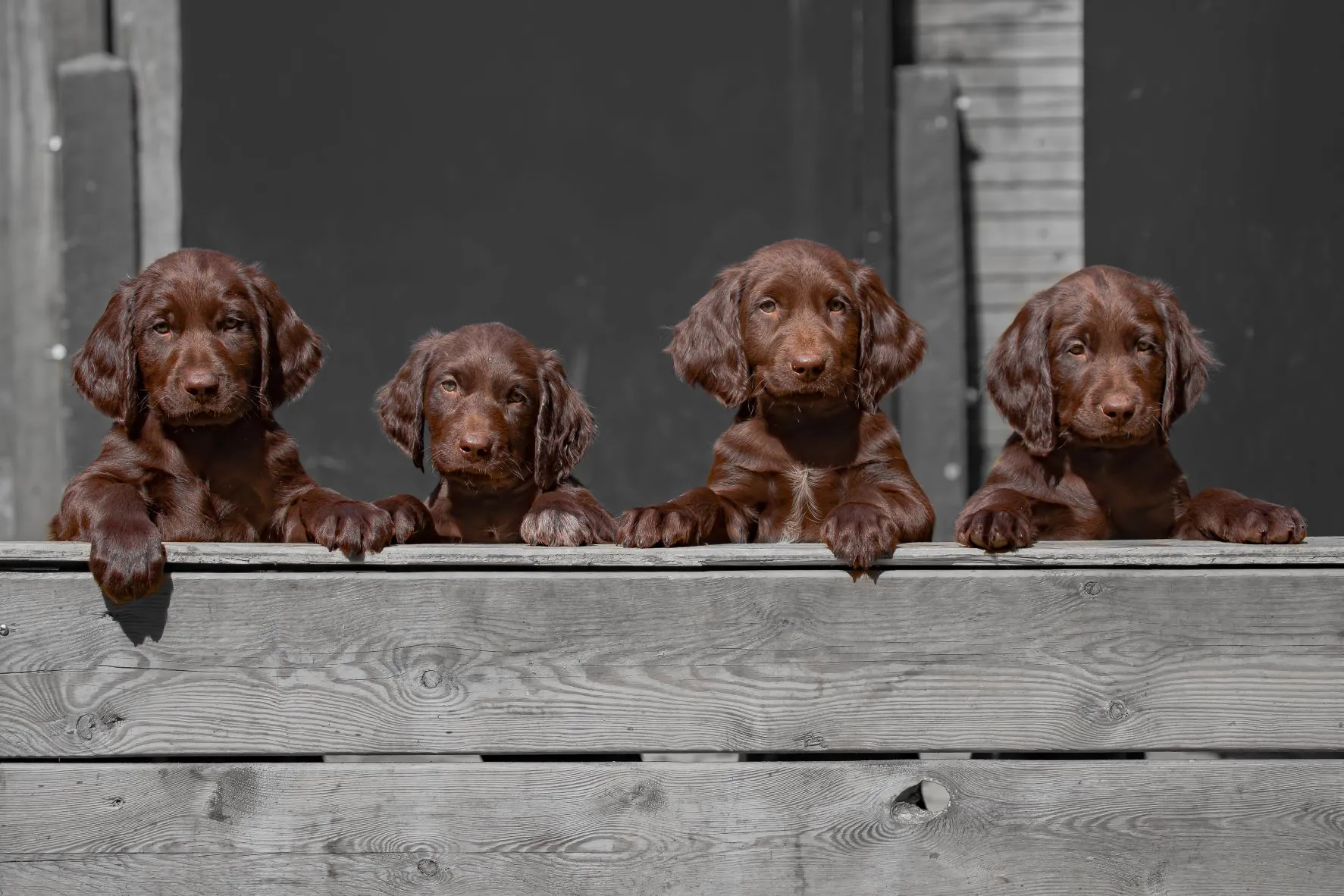 chiots chien d'arrêt allemand à poil long