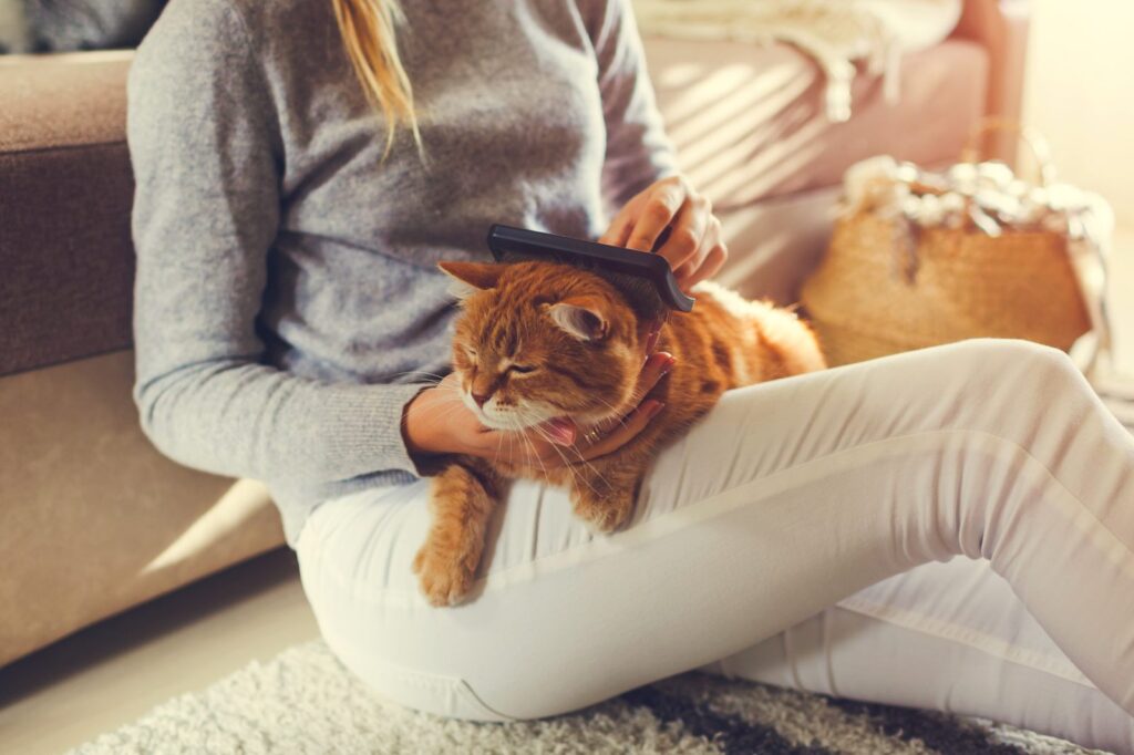 Chat qui perd ses poils que faire ? Magazine zooplus