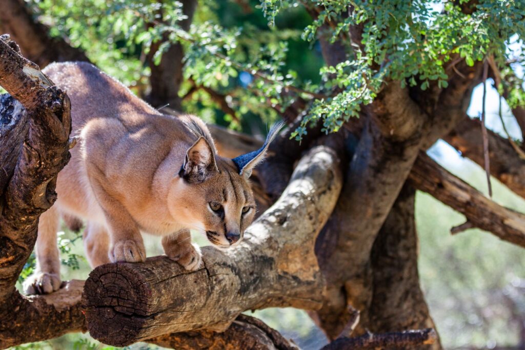 caracal qui chasse