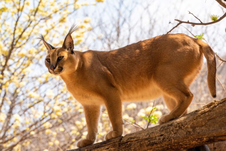 Un chat caracal dans un arbre