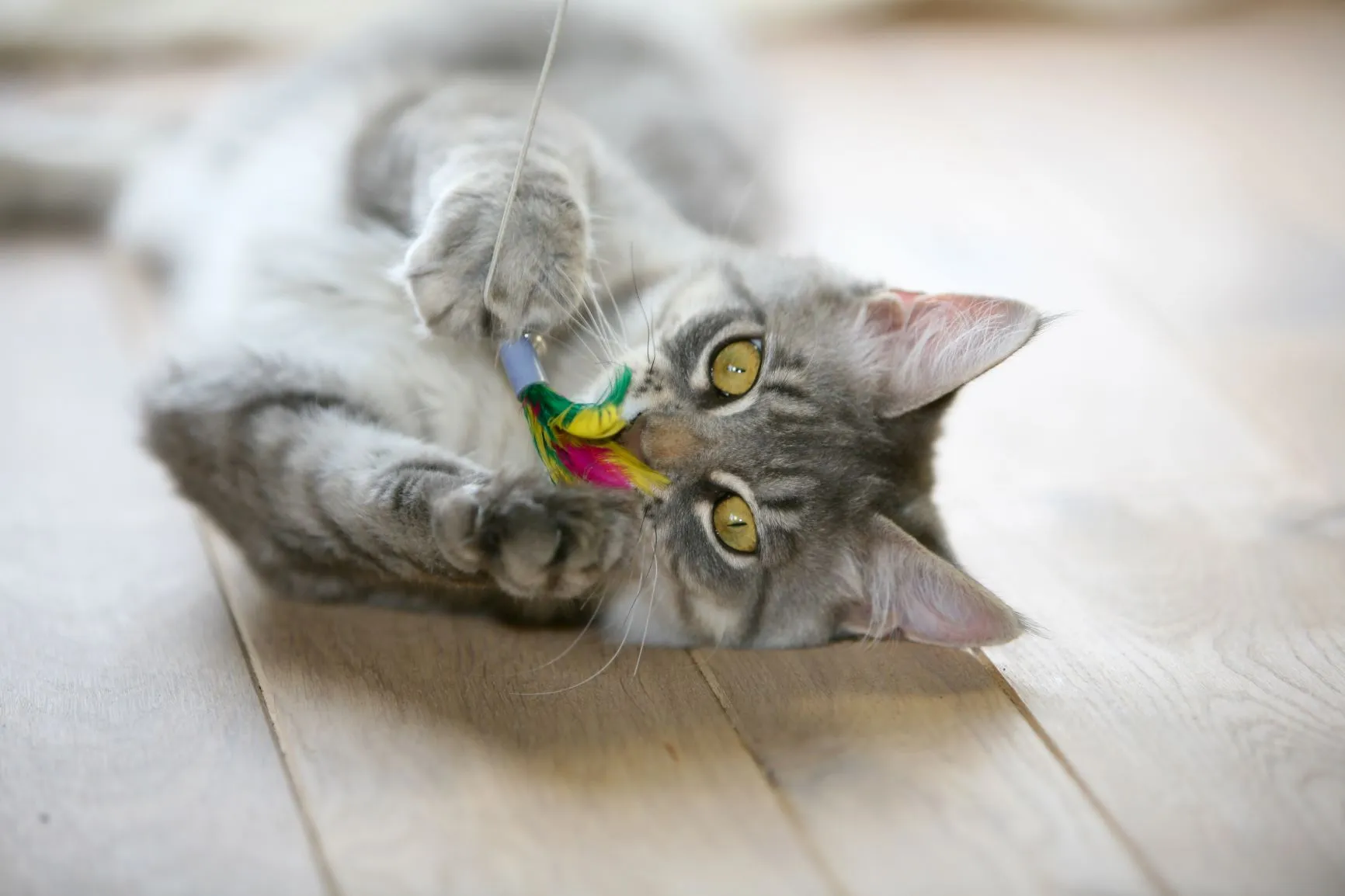 chat d'appartement qui joue