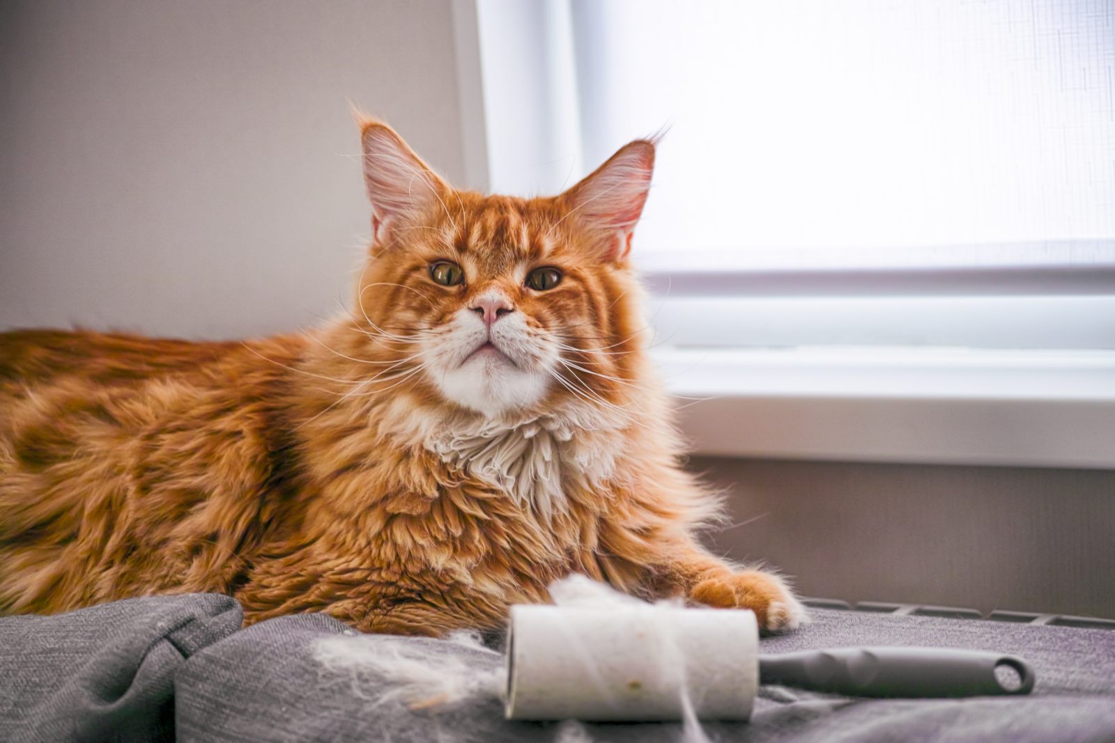 Chat Qui Perd Ses Poils Que Faire Magazine Zooplus