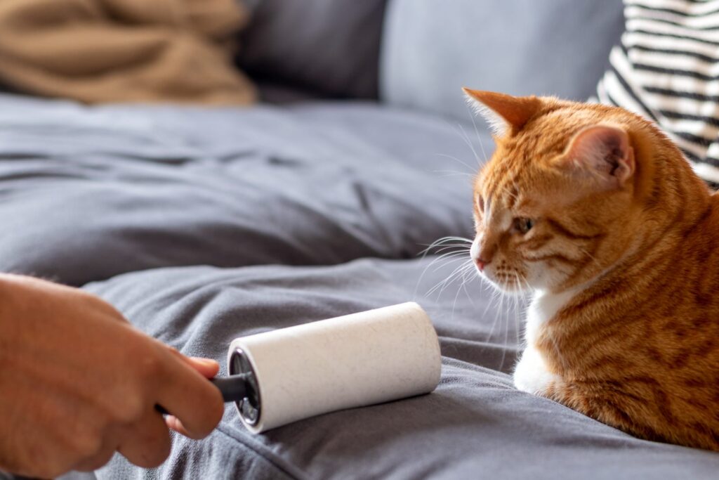 chat qui perd ses poils chat qui perd ses poils