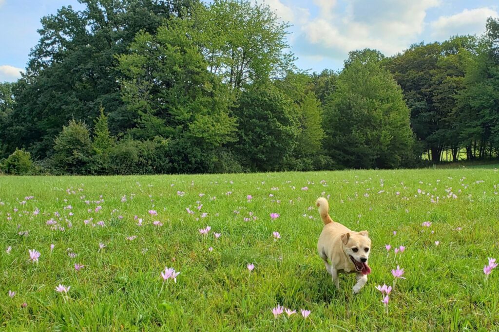 chien qui court dans l'herbe