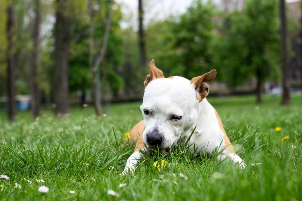 chien qui mange de l’herbe chien qui mange de l'herbe