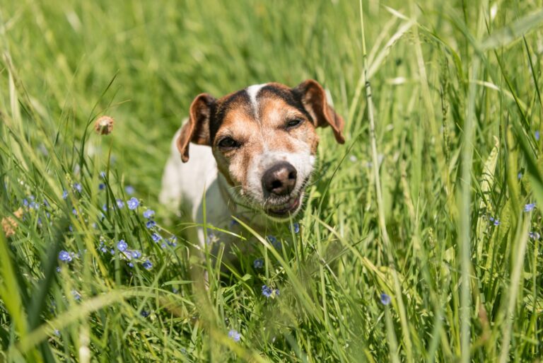 chien qui mange de l'herbe