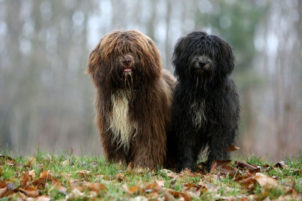 deux chiens schapendoes