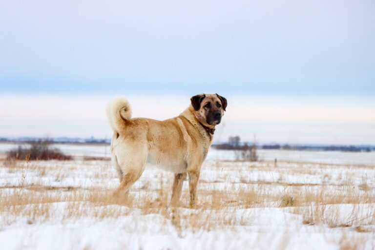 berger kangal dans la neige