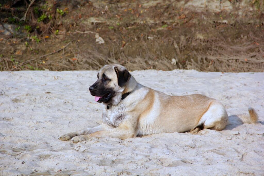 berger kangal dans le sable