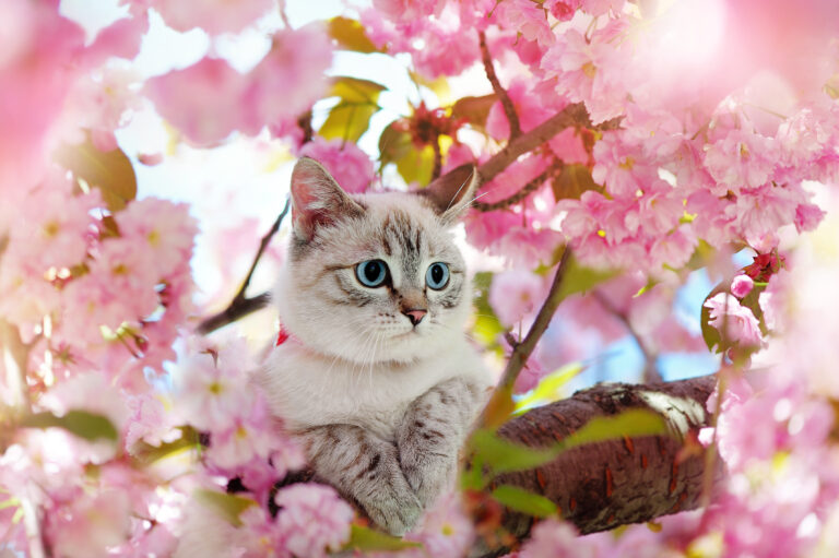 chat entouré de fleurs de cerisier