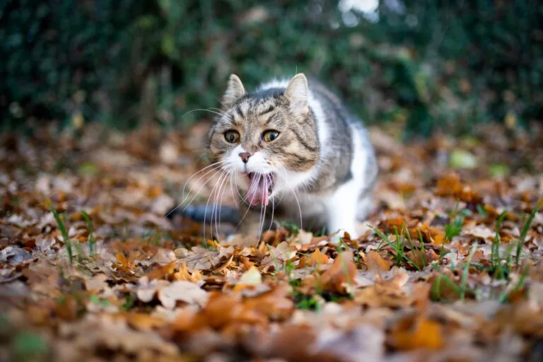 chat empoisonné qui vomit chat empoisonné qui vomit