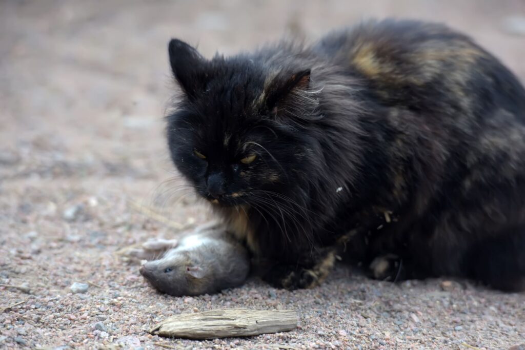 chat empoisonné par de la mort aux rats