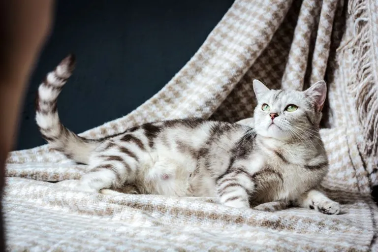 chatte enceinte chatte enceinte