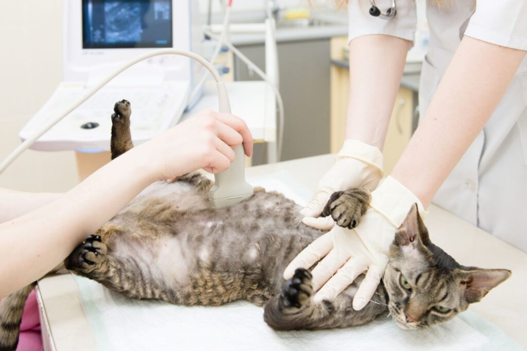 chatte enceinte chez le vétérinaire
