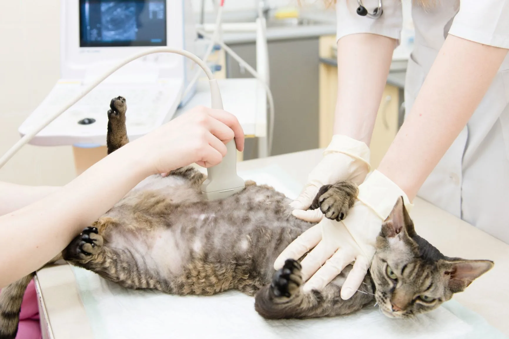 chatte enceinte chez le vétérinaire chatte enceinte chez le vétérinaire