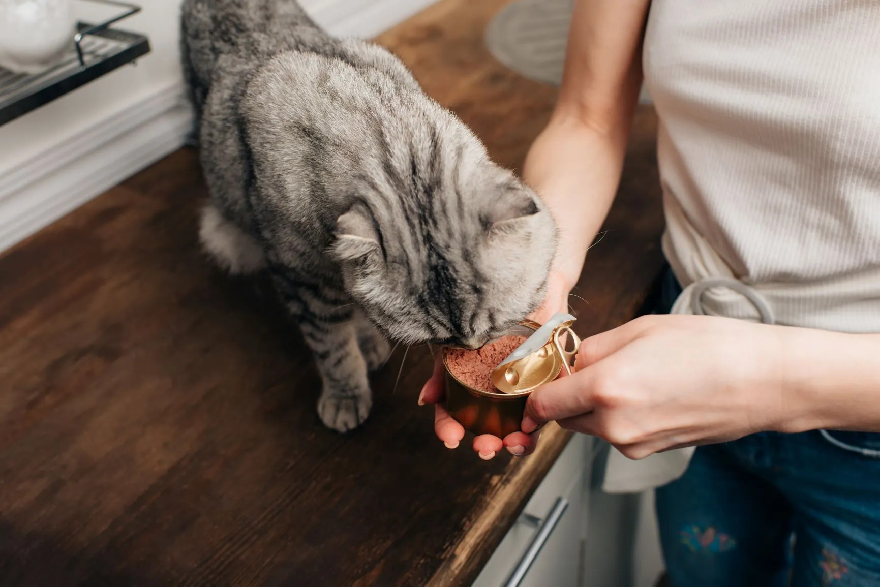 chatte enceinte qui mange de la nourriture en boîte chatte enceinte qui mange de la nourriture en boîte