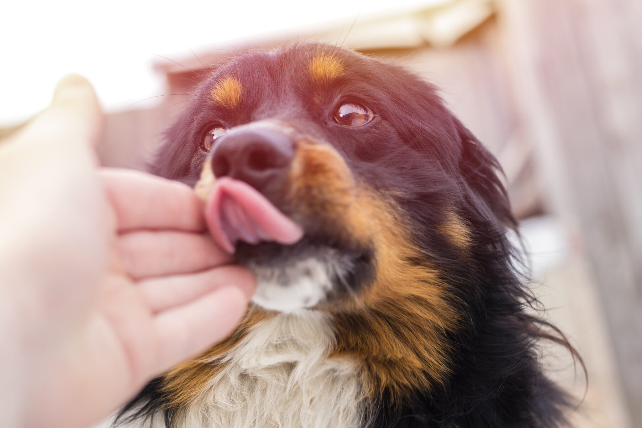 Mon chien me lèche causes et solutions zooplus Magazine