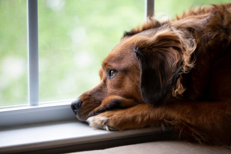 chien triste qui pleure en regardant par la fenêtre