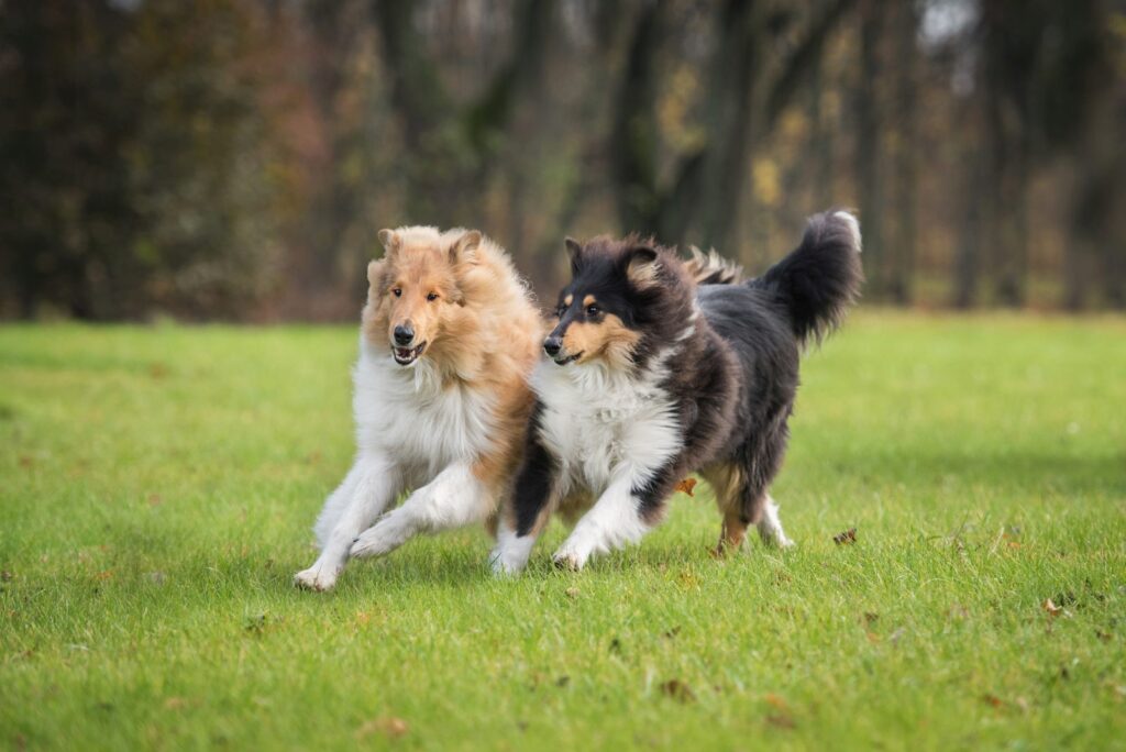 deux colleys qui jouent