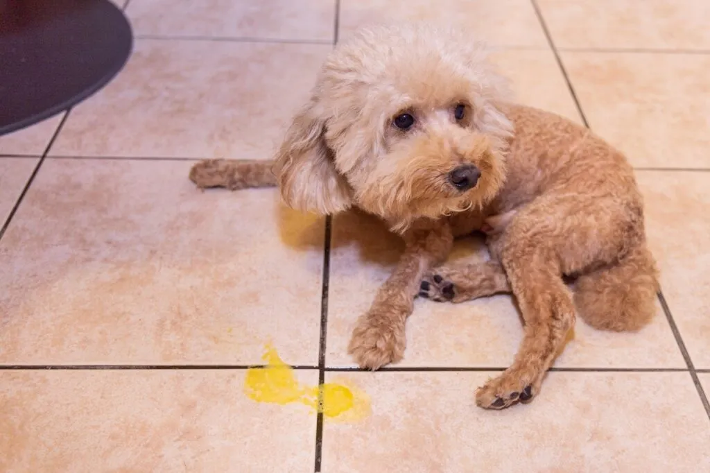 Chien présentant des vomissements jaunes liés à la bile, un phénomène souvent bénin mais pouvant indiquer une gastrite ou un corps étranger en cas de persistance.