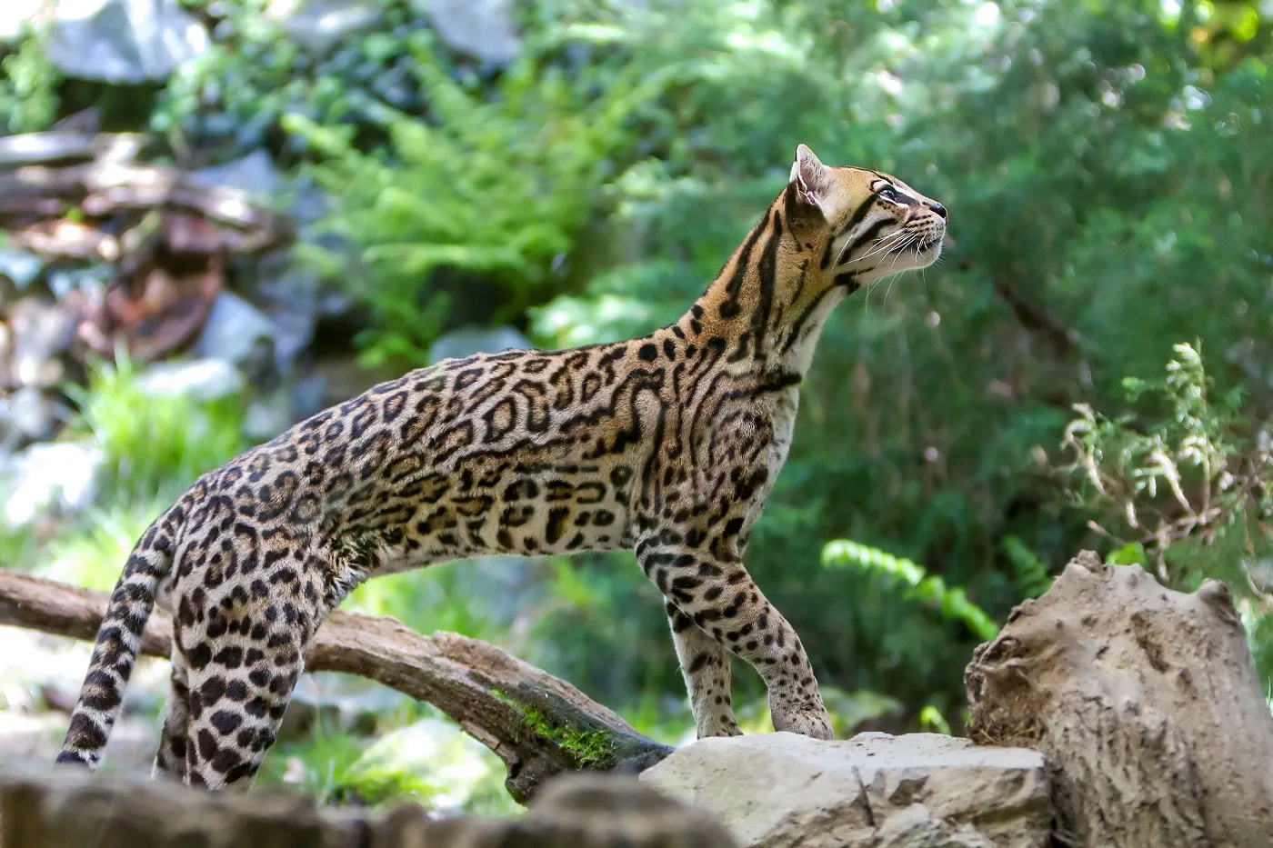 chat ocelot dans la nature chat ocelot dans la nature