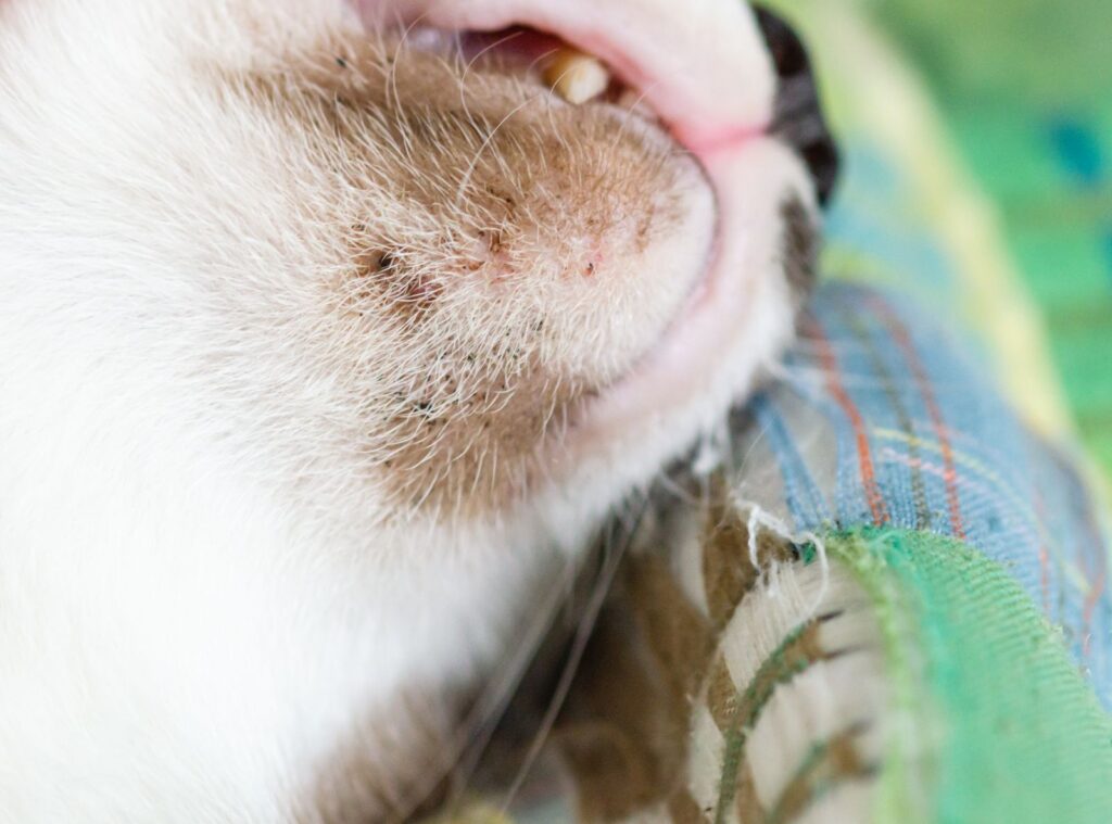 chat souffrant d'acné du chat au niveau du menton