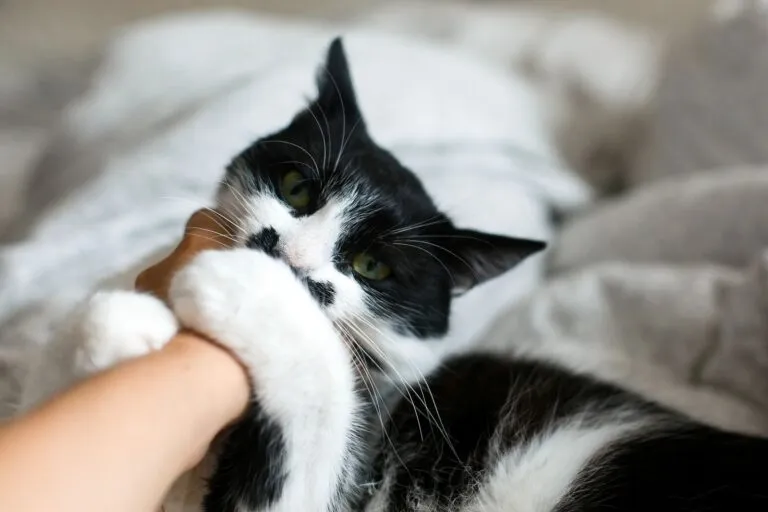 chat qui mord un bras chat qui mord un bras