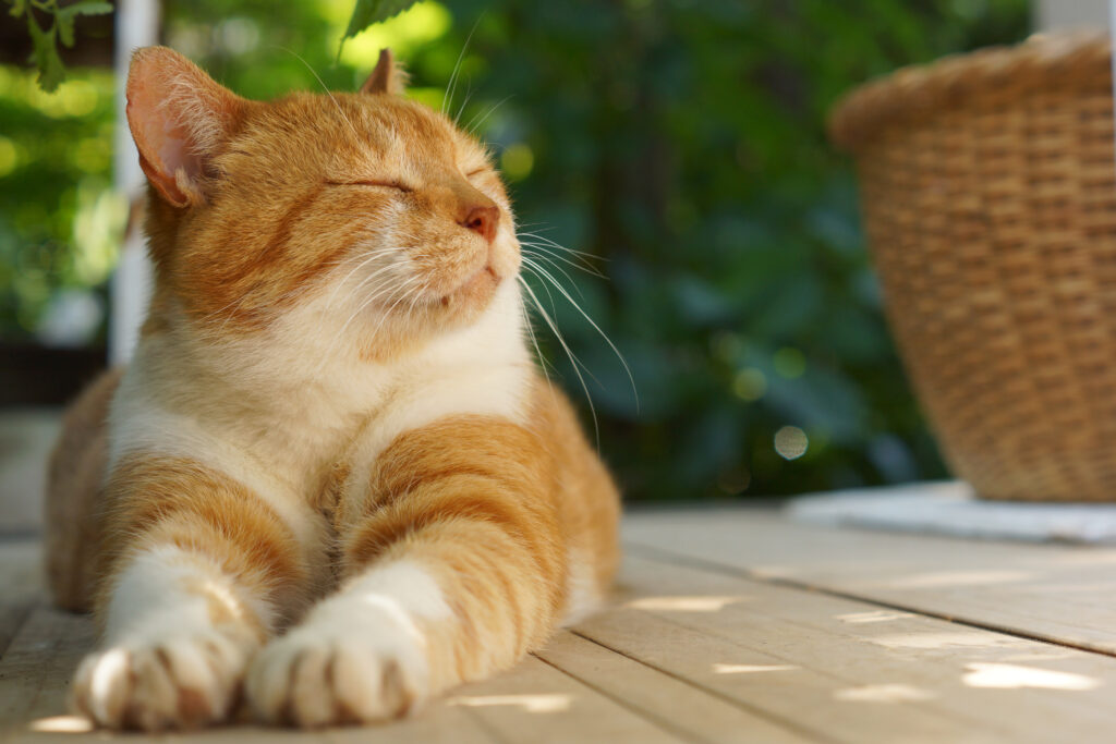 chat qui patoune chat heureux qui ferme les yeux