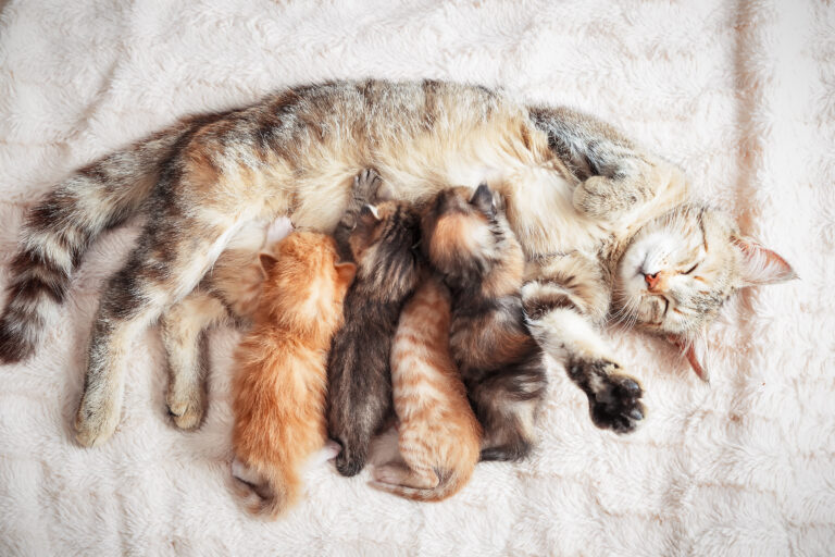 chatons qui patounent et têtent leur mère